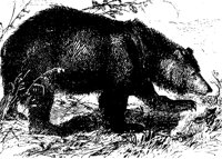 BEAR_6O2.BMP