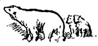 BEARS6Z2.BMP