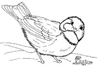 WNTRBIRD.BMP