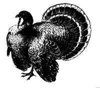 TURKEY07.BMP