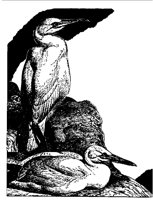 TERNS.BMP