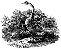 SWAN_7S8.BMP