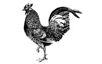 ROOSTER0.BMP