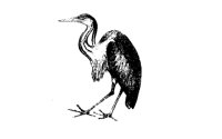 REIGER2.BMP