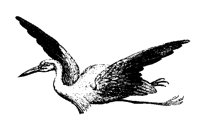 REIGER.BMP