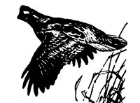 QUAIL272.BMP