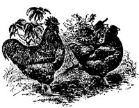 POULT9S9.BMP