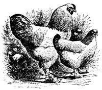 POULT9S8.BMP