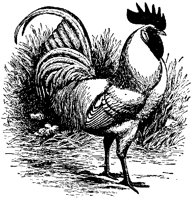 POULT9S7.BMP