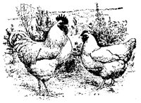 POULT9S5.BMP