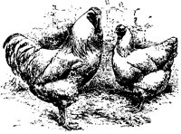 POULT9S4.BMP