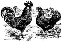 POULT9S3.BMP
