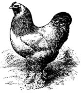 POULT9S2.BMP
