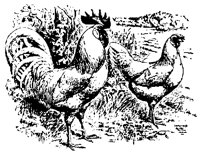 POULT9S0.BMP