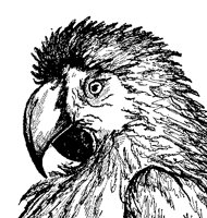 PARROT04.BMP
