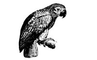 PARROT03.BMP