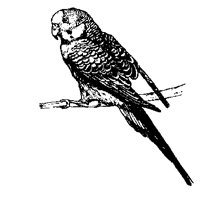 PARAKEET.BMP