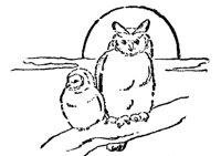 OWL_8K4.BMP