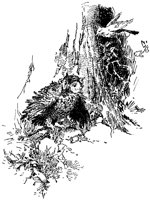 OWLCY0.BMP