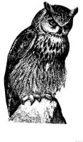 OWL11.BMP