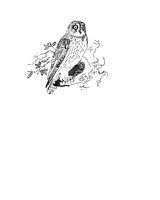 OWL05.BMP
