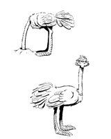 OSTRICH.BMP