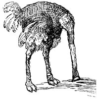 OSTRICA0.BMP