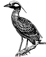 HERON208.BMP