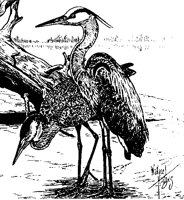 HERON201.BMP