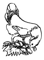 HEN_4P2.BMP
