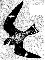 HAWK_294.BMP