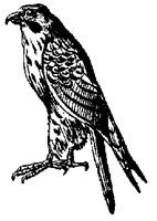 HAWKF97.BMP