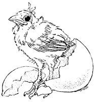 HATCHCN7.BMP