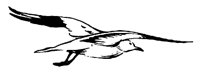 GULL_2N5.BMP