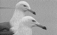 GULLS.BMP