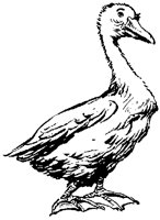 GOOSEF95.BMP