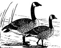 GOOSE203.BMP