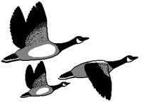GOOSE04.BMP