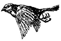 FLIGHF99.BMP