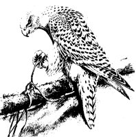 FALCO6X3.BMP