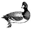 ENTE.BMP