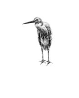 EGRET.BMP