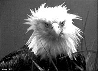 EAGLE.BMP