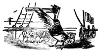 DUCK_3E2.BMP