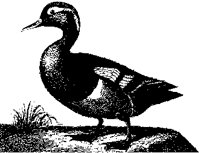 DUCK_233.BMP