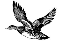 DUCK_202.BMP