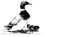 DUCK05.BMP