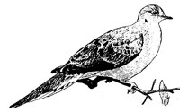 DOVE_207.BMP