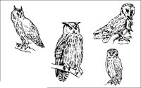 DIEREN70.BMP