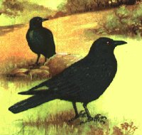CROW.BMP